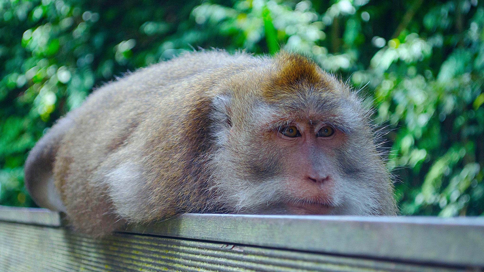 Sacred Monkey River & Balinese Water Purification